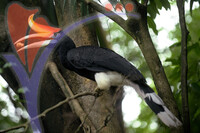 Black Rhinoceros Hornbil