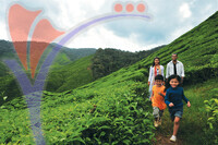 Tea Plantation