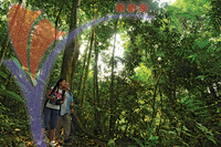 Jungle Tracking