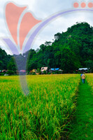 Kampung Ujung Bukit , Perlis