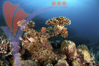 Tioman Island - Pahang