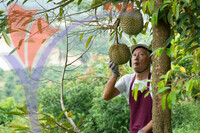 Farmer And Blackthorn Durian Tree.