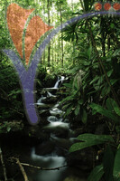 Royal Belum National Park