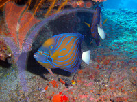 Tenggol Island - Terengganu
