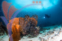 Sipadan 12