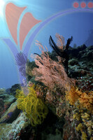Mataking Island - Sabah