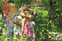 Penang Butterfly Farm - Pulau Pinang