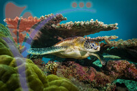 Sipadan Green Sea Turtle