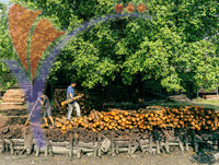 Kuala Sepetang Charcoal Factory