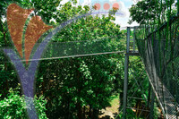 Canopy Walk Guar Chenderai , Perlis