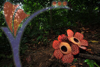 Rafflesia 1 - Perak