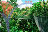 Canopy Walk Guar Chenderai , Perlis