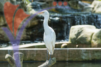 Kuala Lumpur Bird Park - Kuala Lumpur