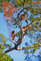 Proboscis Monkey, Sabah