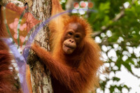 Juvenile Orangutan At Semenggoh