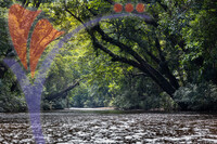 Taman Negara National Park