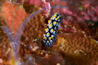 Tenggol Island - Terengganu