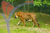 Afarmosa Resort Safari Melaka