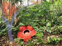 Rafflesia