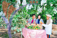 Harum Manis , Perlis