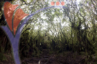 Mossy Forest