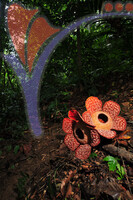 Rafflesia 1 - Perak
