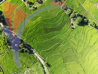 Directly View of A Pattern of Paddy Field in Ranau