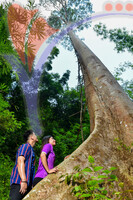 Tasik Pedu