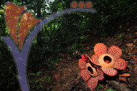 Rafflesia 1 - Perak