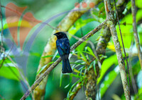 Fraser's Hill International Bird Race