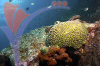 Tioman Island - Pahang