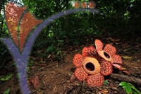 Rafflesia 1 - Perak
