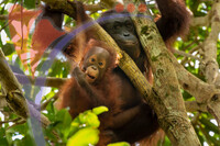 Awild Mother And Baby Bornean Orangutan in The Rainforest of Eastern Borneo