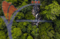 Tree Top Walk Sungai Sedim